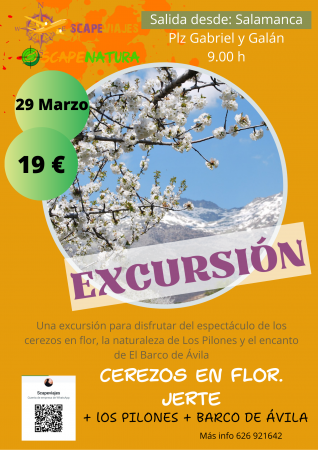 DÍA DEL CEREZO EN FLOR